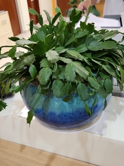 Schlumbergera truncata