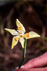 Dietes flavida