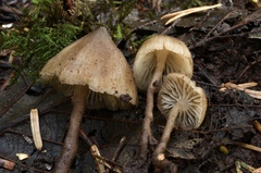 Fayodia bisphaerigera