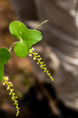 Dioscorea sylvatica