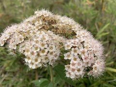 Spiraea formosana