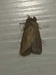 Mythimna convecta