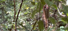 Myzomela cardinalis