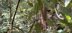 Myzomela cardinalis