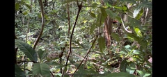 Myzomela cardinalis
