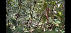 Myzomela cardinalis