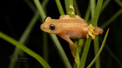 Afrixalus fornasini