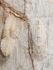Ledromorpha planirostris