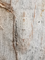 Ledromorpha planirostris