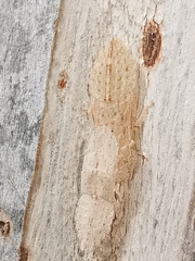 Ledromorpha planirostris