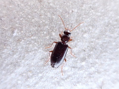 Lebiinae