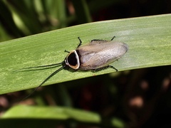 Ellipsidion australe