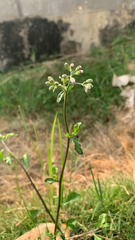 Cyanthillium cinereum