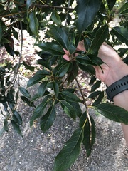 Fagaceae