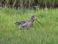 Gallinago hardwickii