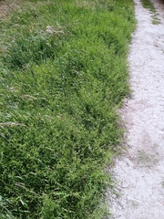Lepidium desvauxii
