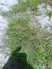 Lepidium desvauxii
