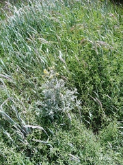 Lepidium desvauxii