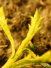 Lepidium desvauxii