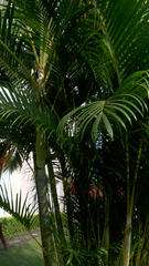 Dypsis lutescens