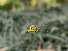 Macracantha hasselti
