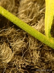 Lepidium desvauxii