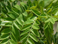 Cassia