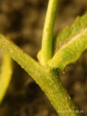 Lepidium desvauxii