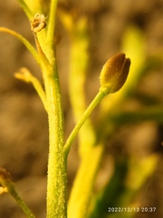 Lepidium desvauxii