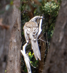 Anthochaera paradoxa