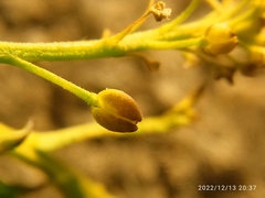 Lepidium desvauxii