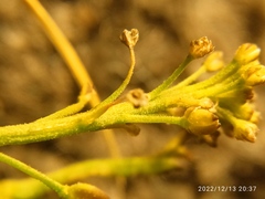 Lepidium desvauxii