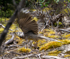 Anthochaera paradoxa