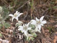 Leontopodium microphyllum