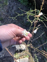 Calystegia purpurata