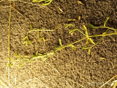 Lepidium desvauxii
