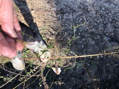 Calystegia purpurata