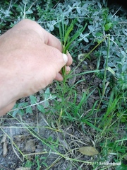 Lepidium pseudotasmanicum