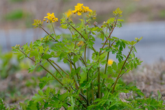 Chelidonium asiaticum