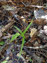 Pterostylis agathicola
