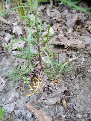 Lepidium pseudotasmanicum