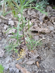 Lepidium pseudotasmanicum