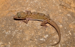 Hemidactylus hajarensis