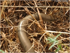 Chalcides mertensi