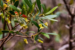 Diospyros lycioides