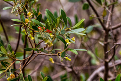 Diospyros lycioides