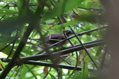 Turdinus macrodactylus