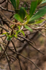 Diospyros lycioides