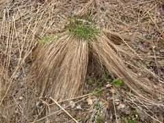 Carex cespitosa