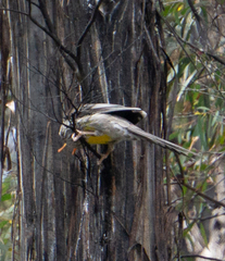 Anthochaera paradoxa